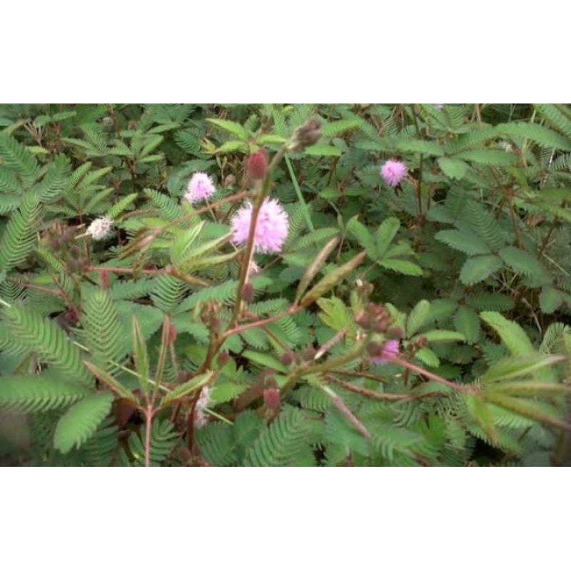 

putri malu/mimosa pudica