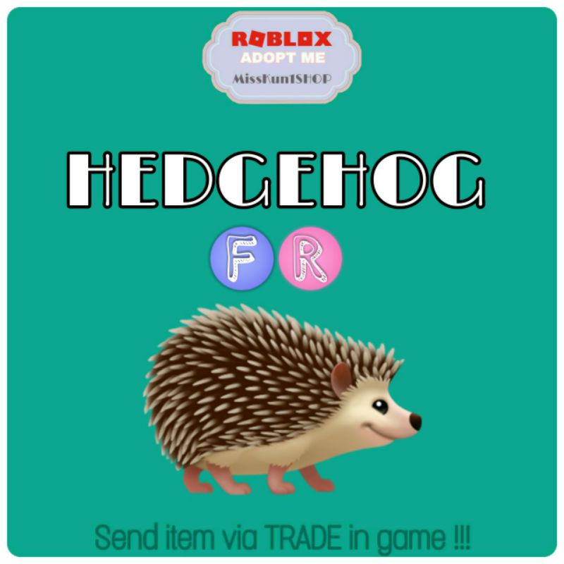 adopting a hedgehog expectations vs reality alligator wildlife discovery center on where to adopt a hedgehog near me