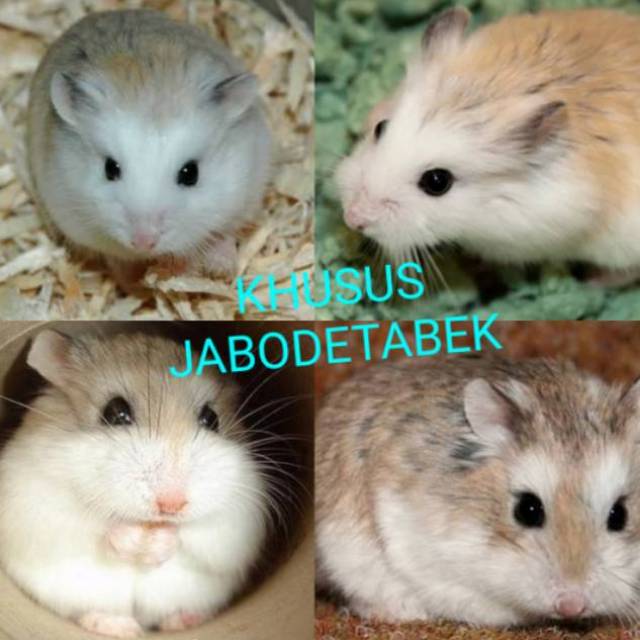 Jabodetabek Hamster Robo Roborovski White Face Normal Brown Face