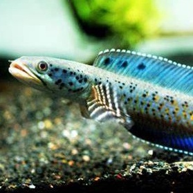 ORNA YELLOW LIPS CAPTIVE BREED GRADE A ~ FULLDOT (ORNA YELLOW LIPS RED FIN)