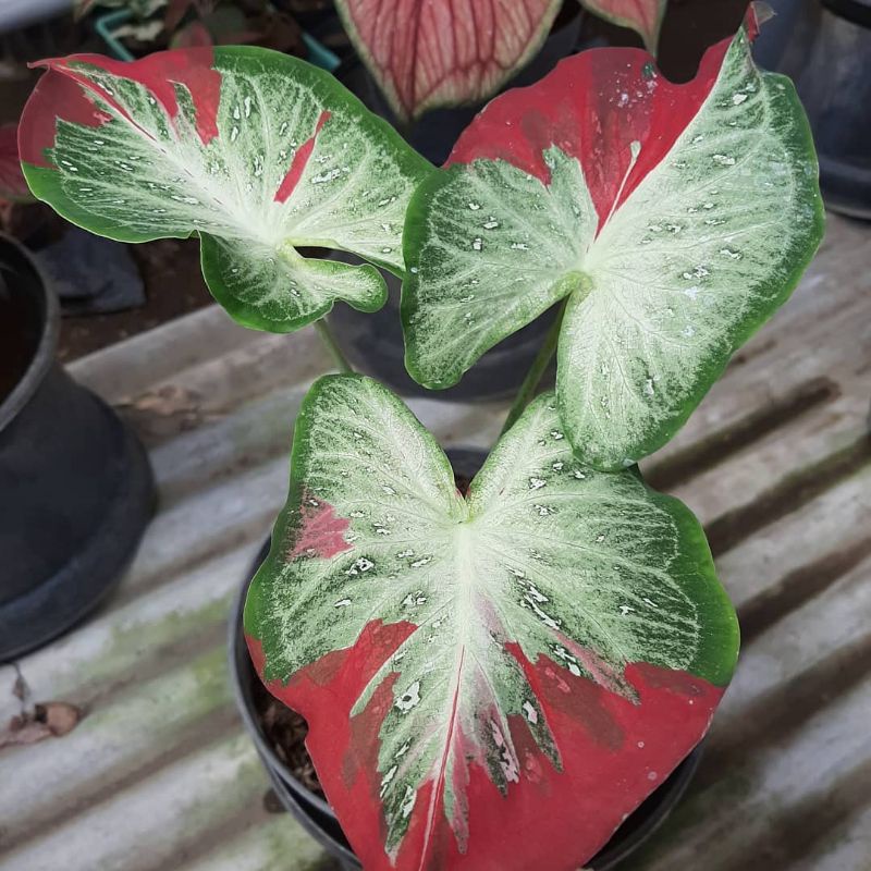 Shycool Tanaman Hias Keladi Bibit Caladium Shycool Cat Tumpah Murah Anakan Yohan Caladium Kediri