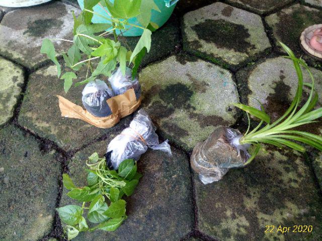 Bibit Cabe 10 Biji 10.000