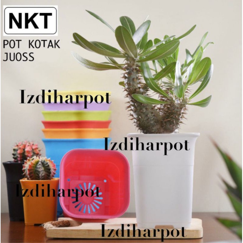 pot bunga tanaman kotak mini 88 juoss warna warni 8,8cm - nkt kotak