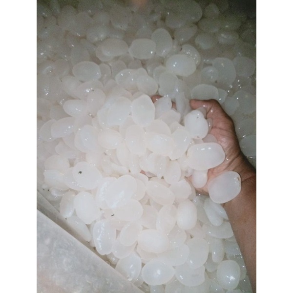 

kolang kaling / kolang kaling putih / kolang kaling super / kolang kaling grade A