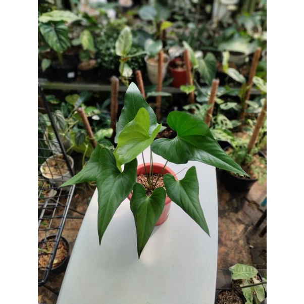 Anthurium Corong x Watermaliense