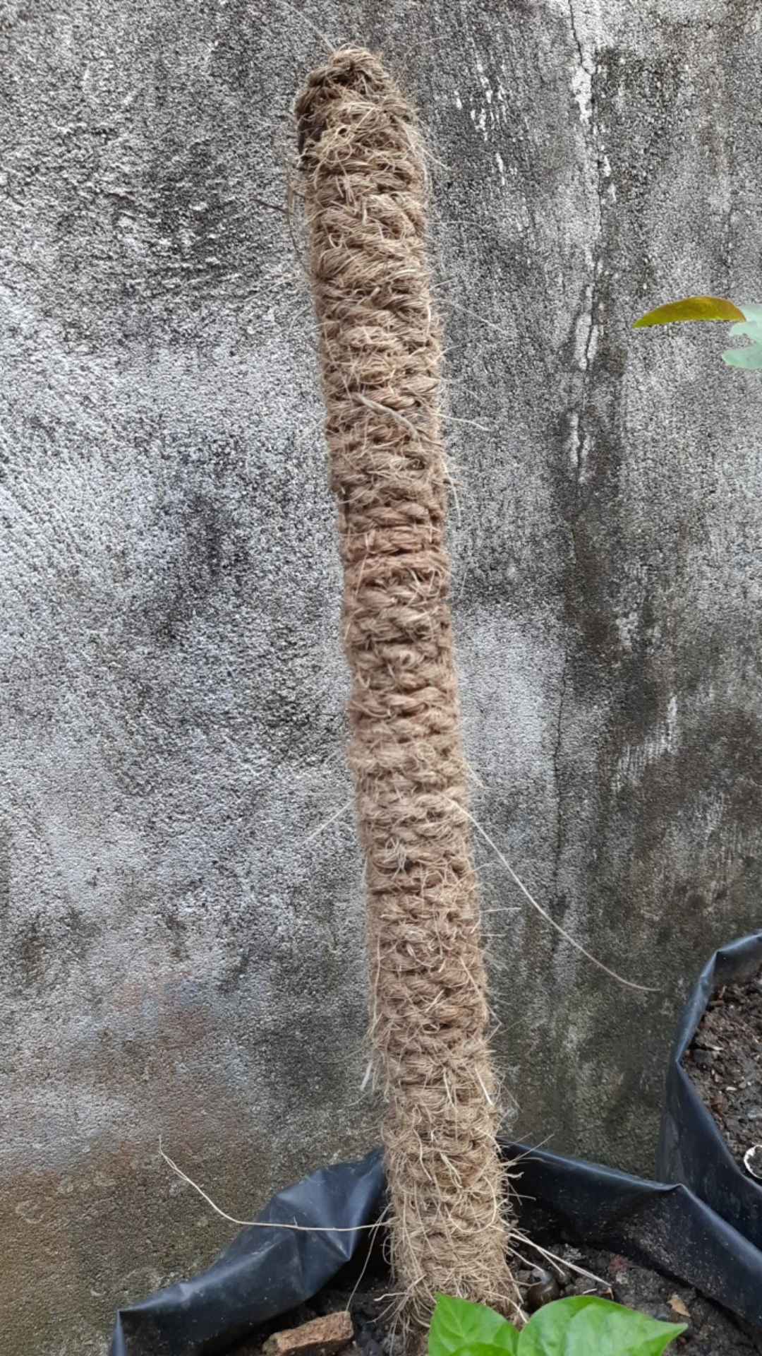 Stik Penyangga Janda Bolong Aglonema Phillodendron Pipa Lilit Tali Sabut Kelapa By Oesaka