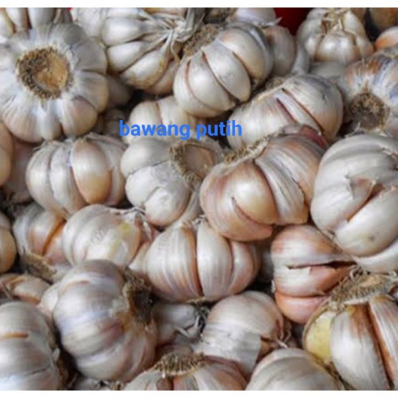 

bawang putih