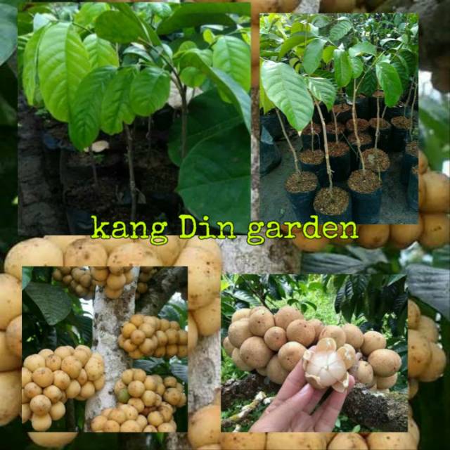 Bibit duku  non biji