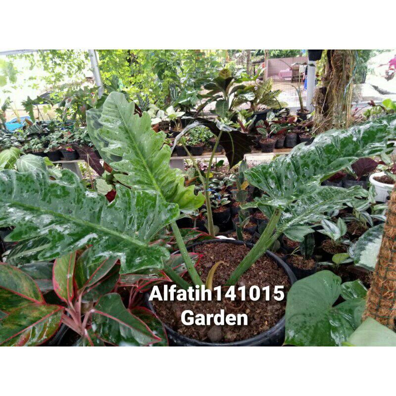 tanaman hias philo gergaji-philo gergaji-pohon philo gergaji-bibit philo gergaji-pilo gergajj