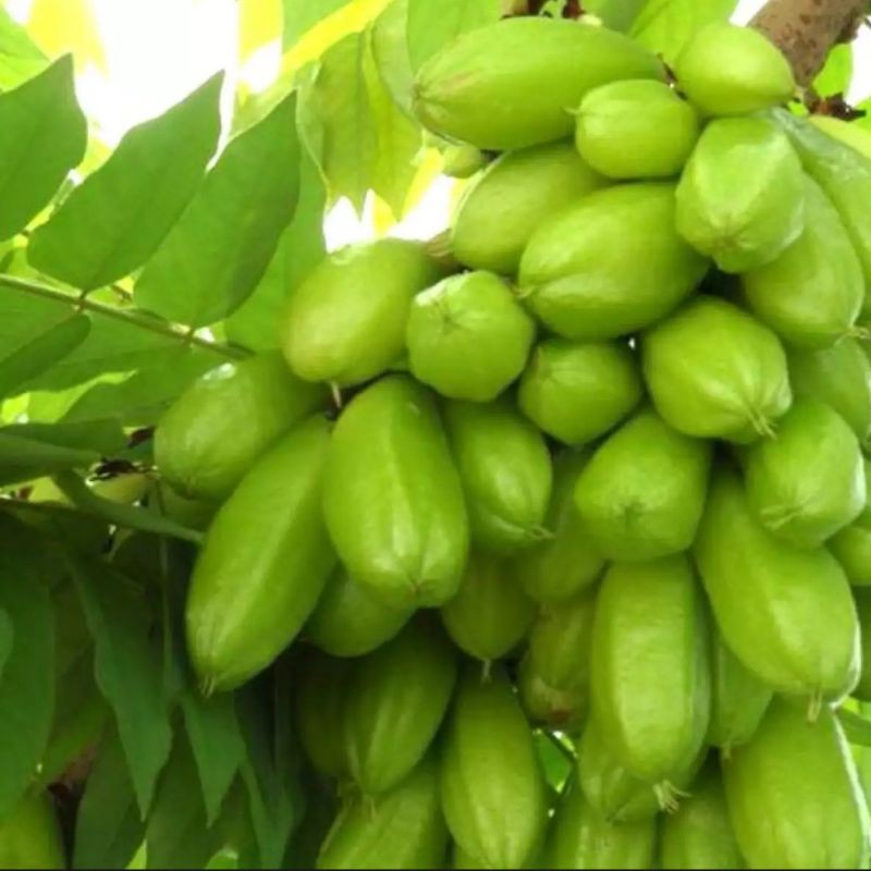 

1 kg buah belimbing wuluh