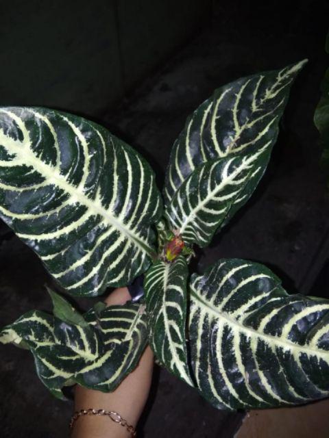 Aphelandra Squarrosa I Daun Zebra