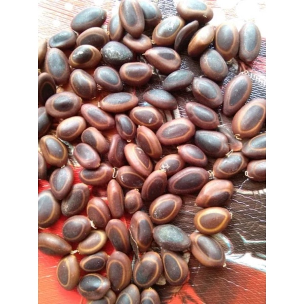 Benih Biji Sengon Buto Sengon Tokek