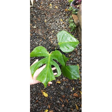 Monstera Brazilian form