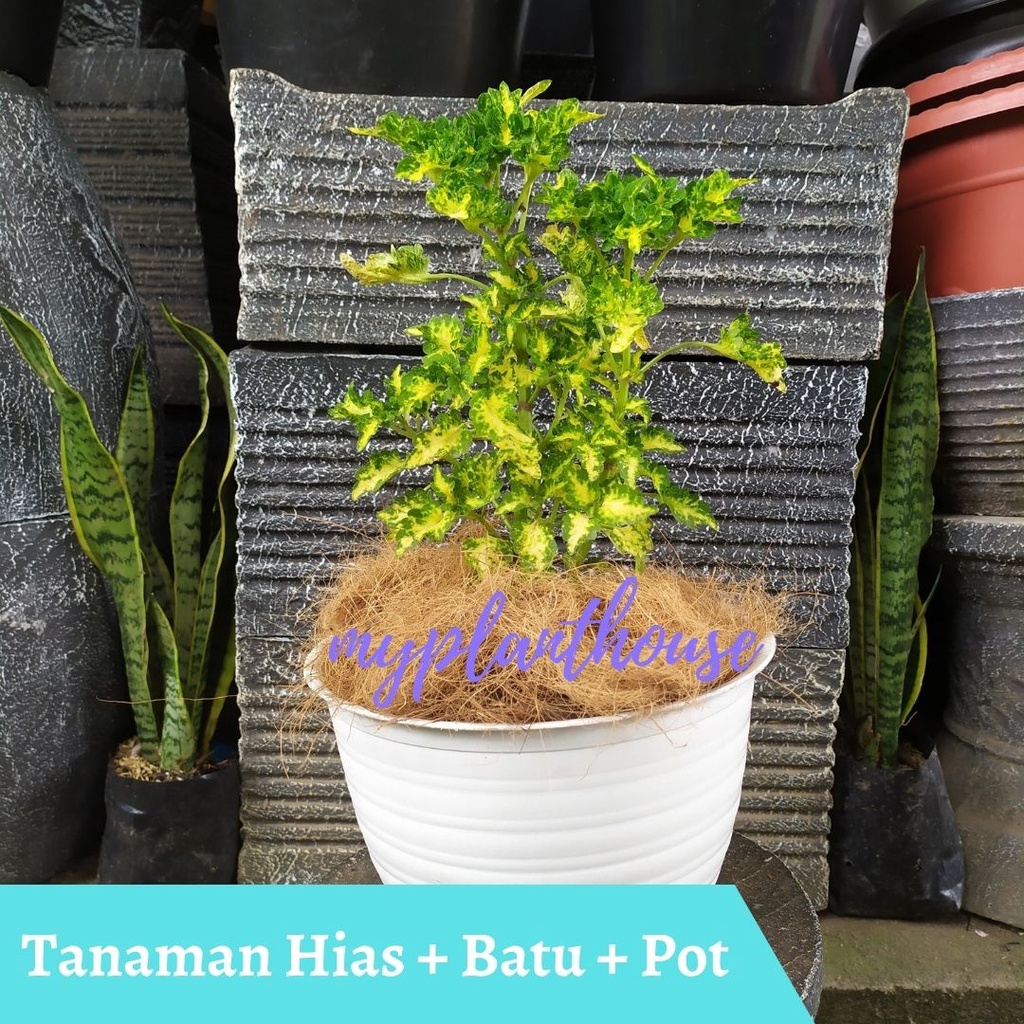 Tanaman Hias + Pot | Miana Ekor Naga Kuning / Tanaman Coleus / Iler Jawer Kotok