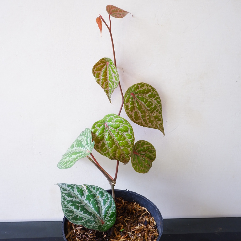 Sirih Merah - Tanaman Hias