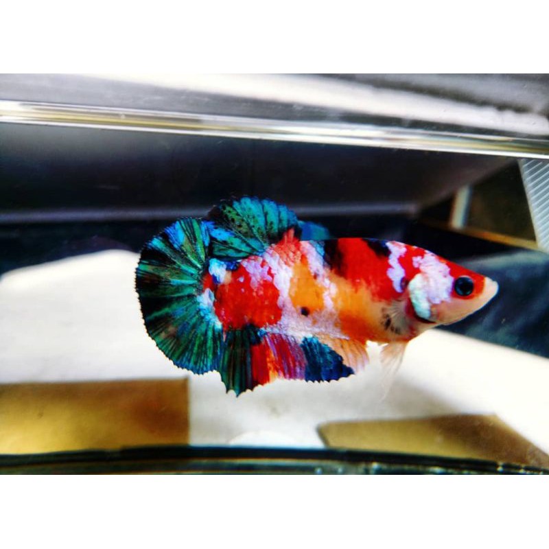Anakan / Bahanan Ikan cupang hias Koi / Nemo galaxy multi colour #005