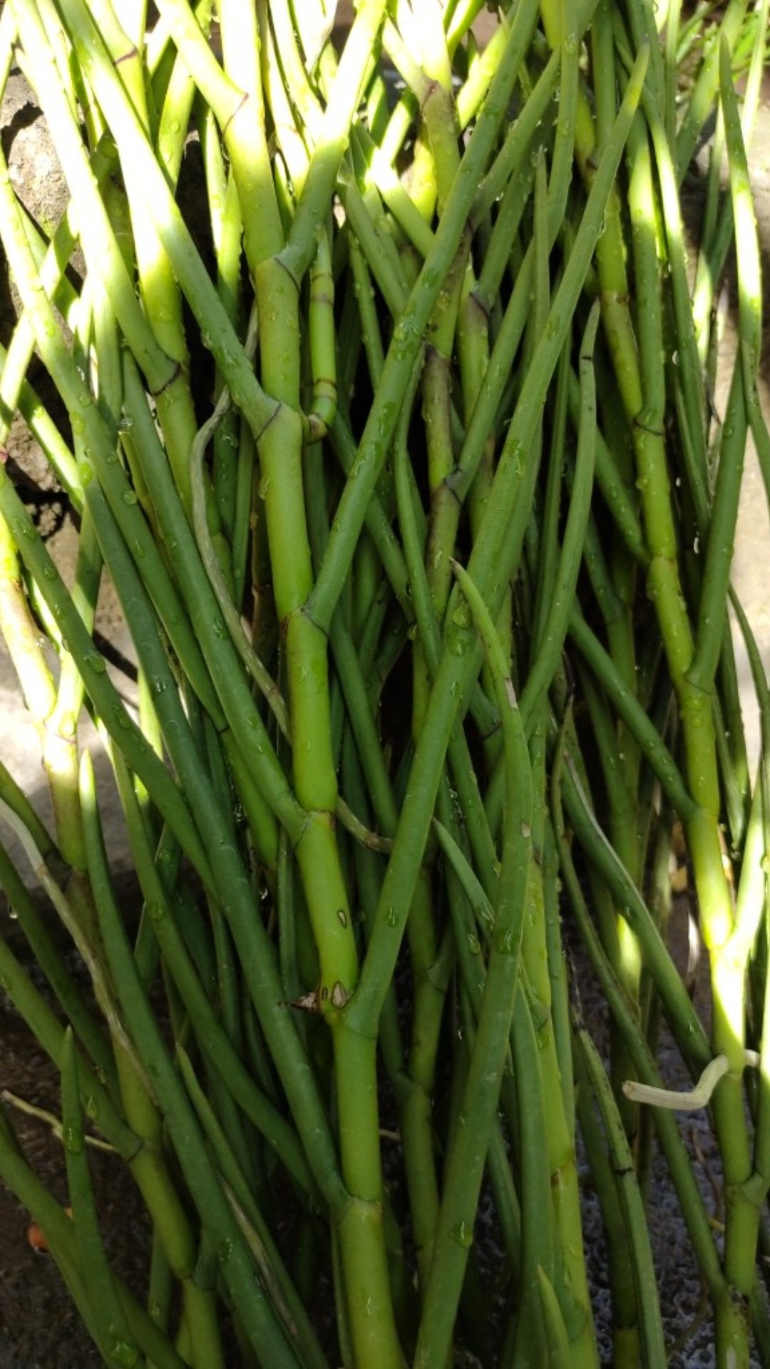 Vanda Douglas Murah (dewasa)