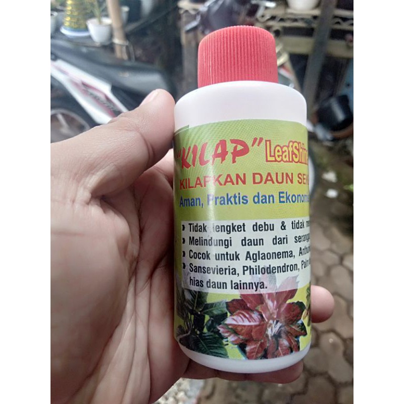 kilap daun untuk aglonema