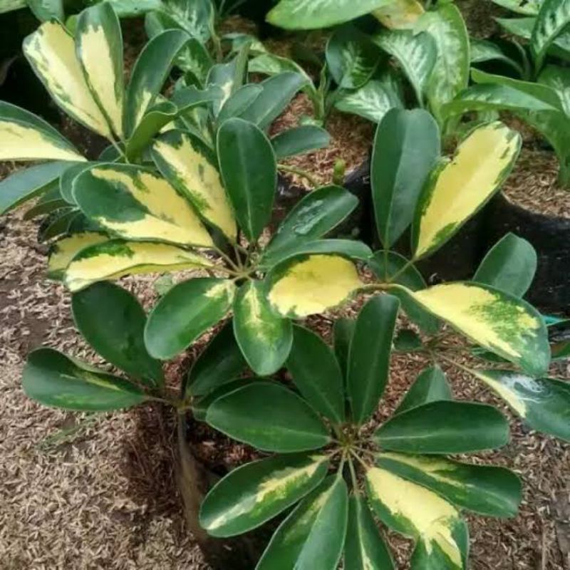 Tanaman hias Walisongo varigata, pohon Walisongo varigata