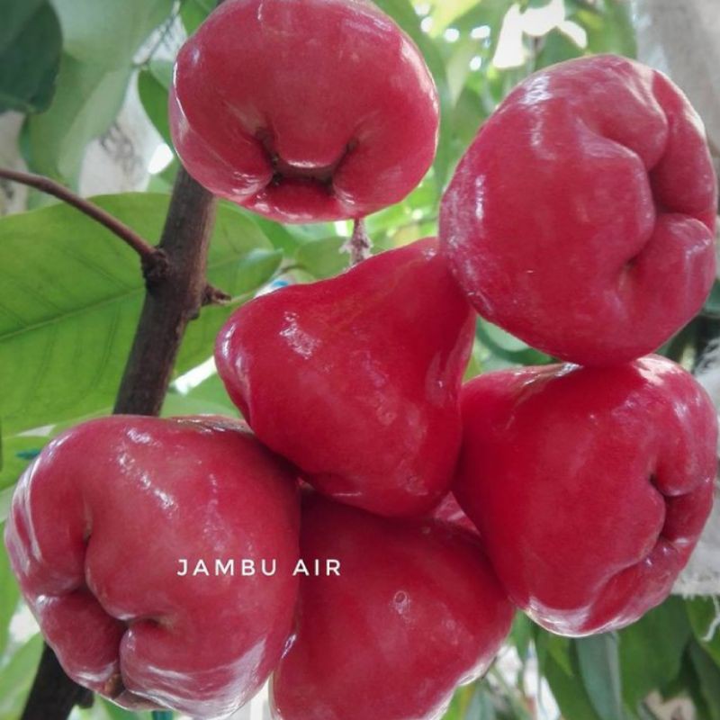 BUAH JAMBU AIR /JAMBU RUJAK SEGAR 1 KG