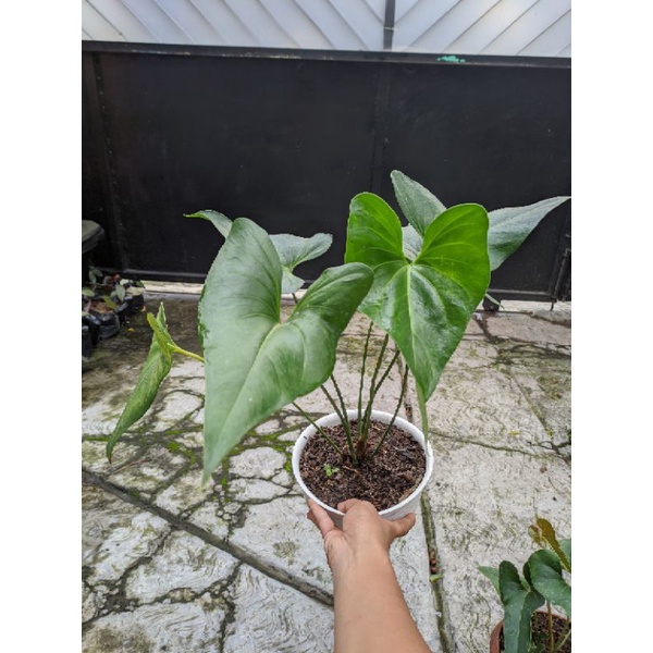 anthurium corong