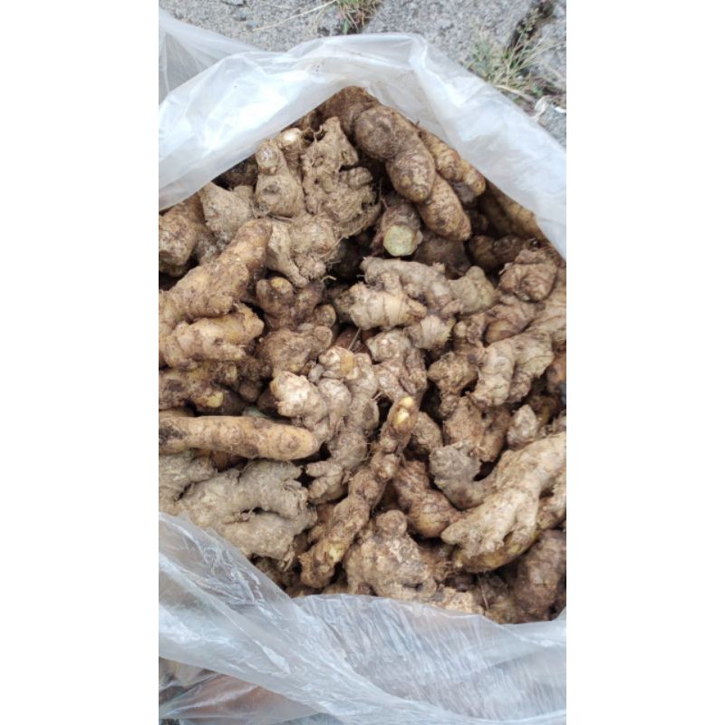 

jahe emprit 1 kg 22.000