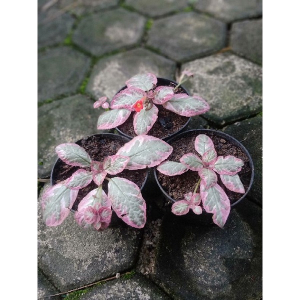 episcia cleopatra