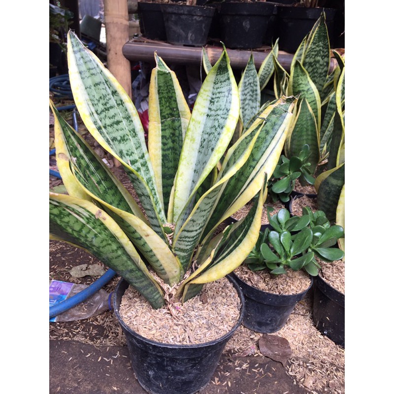 SENSIVERA ( LIDAH MERTUA) MINI DENGAN POT PLASTIK