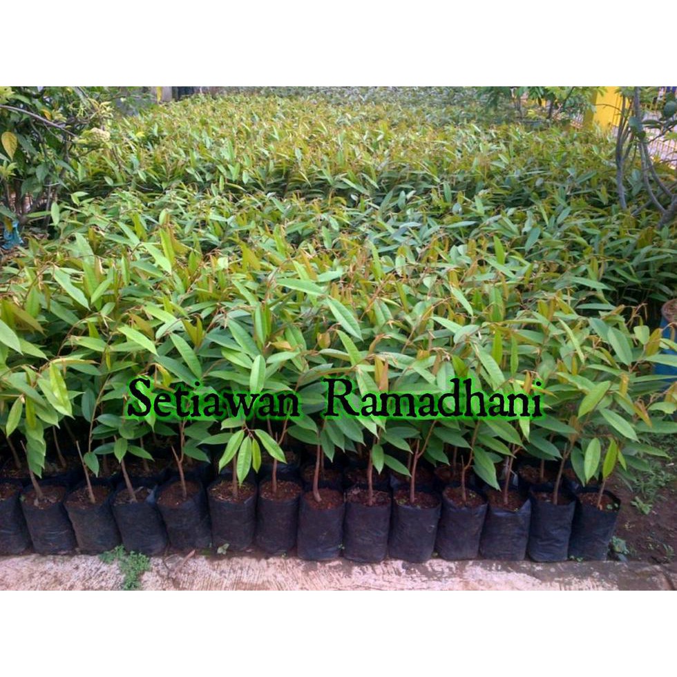 %1 Paket 4 Bibit Durian. Musangking - Duri Hitam - Montong - Bawor *_@