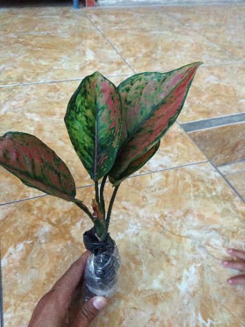 Tanaman Hias Aglonema Engheng-hengheng