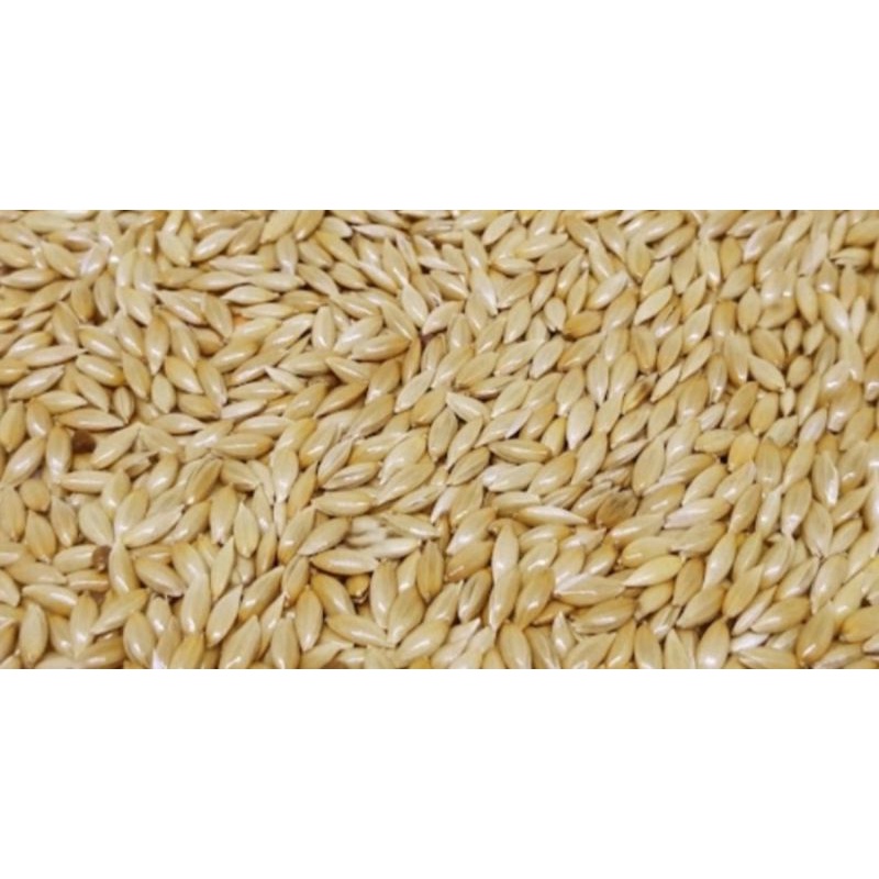 umpan/pakan burung kenari kenariseed 1kg