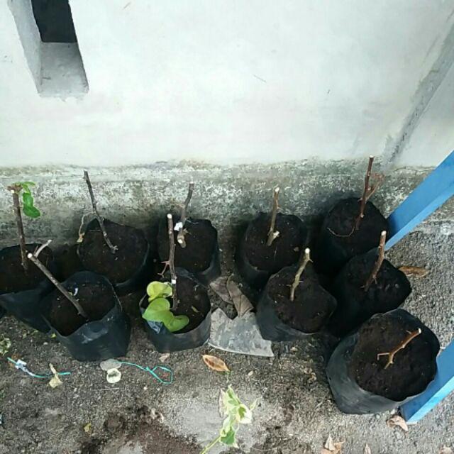 Tanaman Hias Bougenville Singapur Varigata Sudah Berakar. Bogenvile