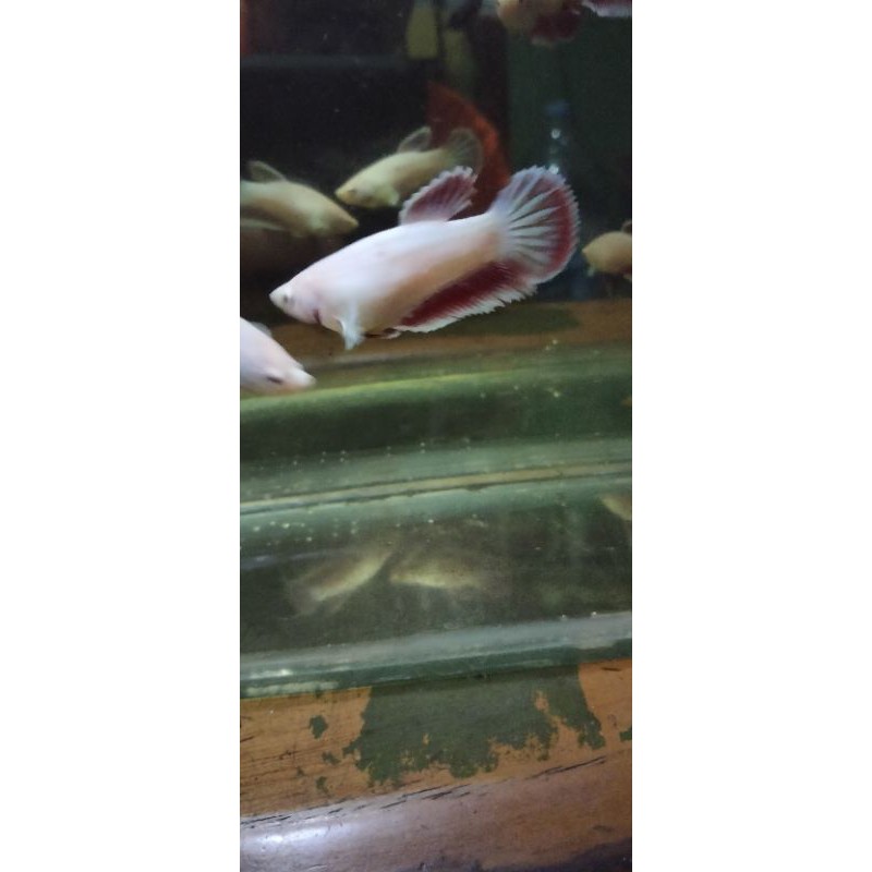 HMPK RED DRAGON/FEMALE