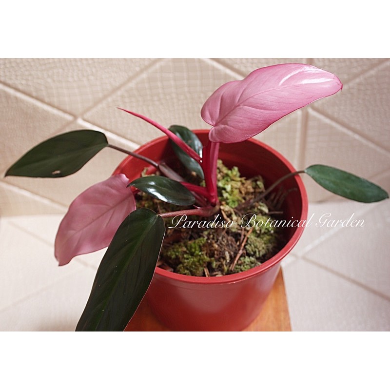 Philodendron Dark Lord Pink, Philodendron Pink, Philodendron