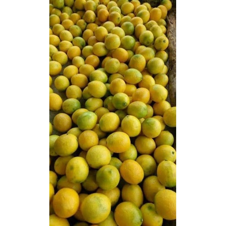 

JERUK LEMON SEGAR 1KG