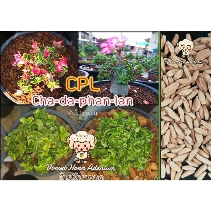 11 Seed Biji Adenium Chada Pan Lan DHA Import Thailand
