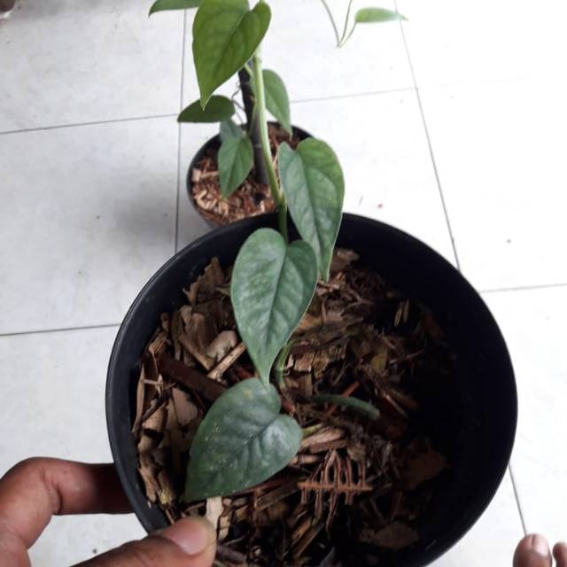 Epipremnum cebublue