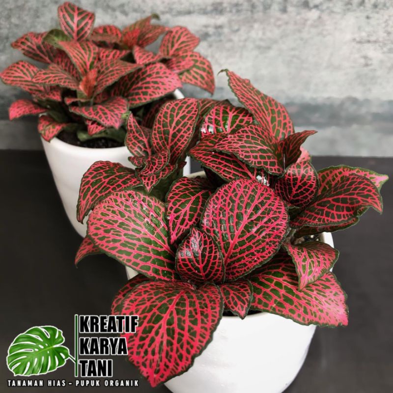 PROMO  BISA COD Tanaman hias fittonia mutiara merah - Fittonia merah - Episcia mutiara merah -tanama