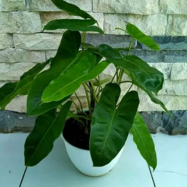 Tanaman Hias Philodendron Burle Marx / Brekele