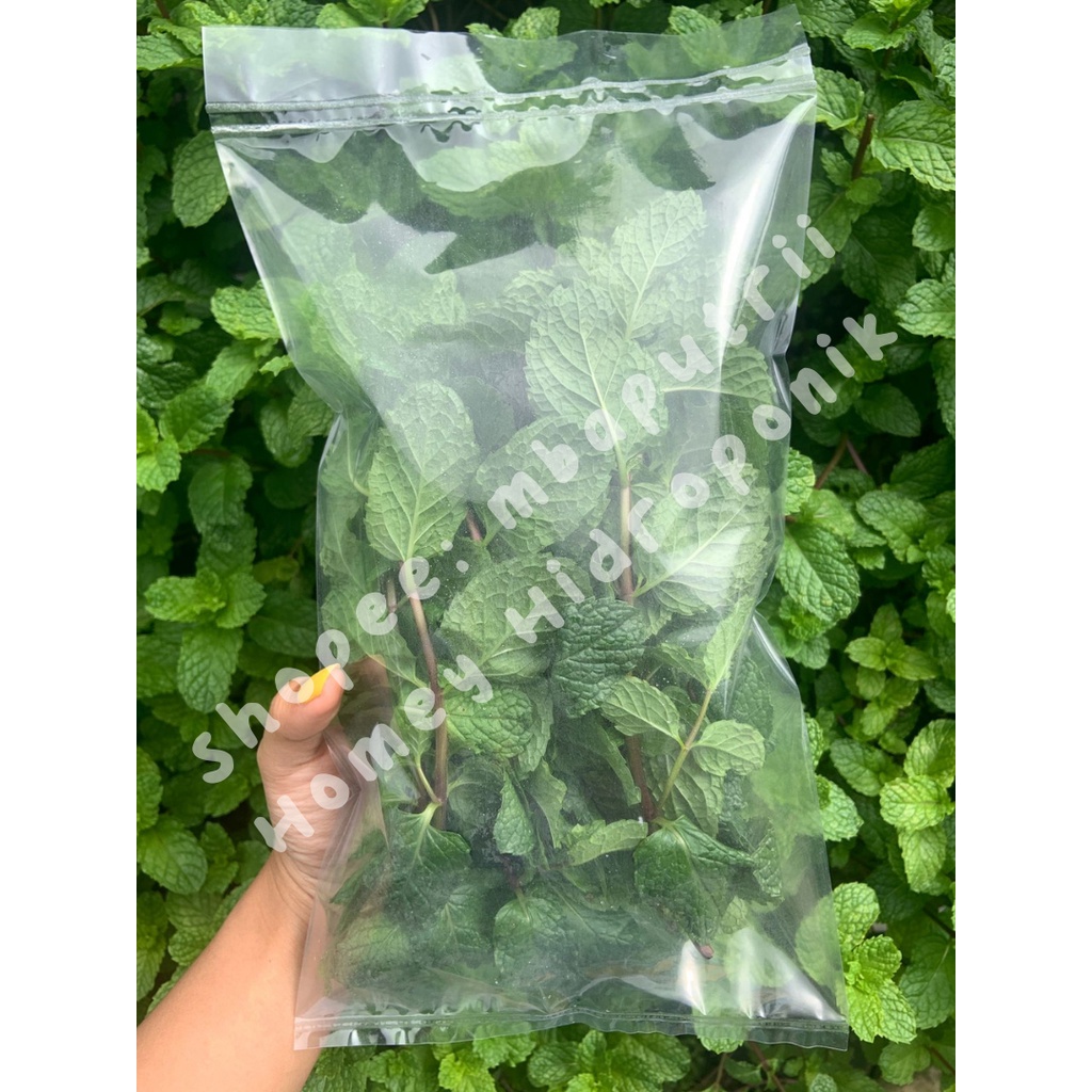 

Daun Mint Hidroponik Segar FRESH murah 40 gr packing
