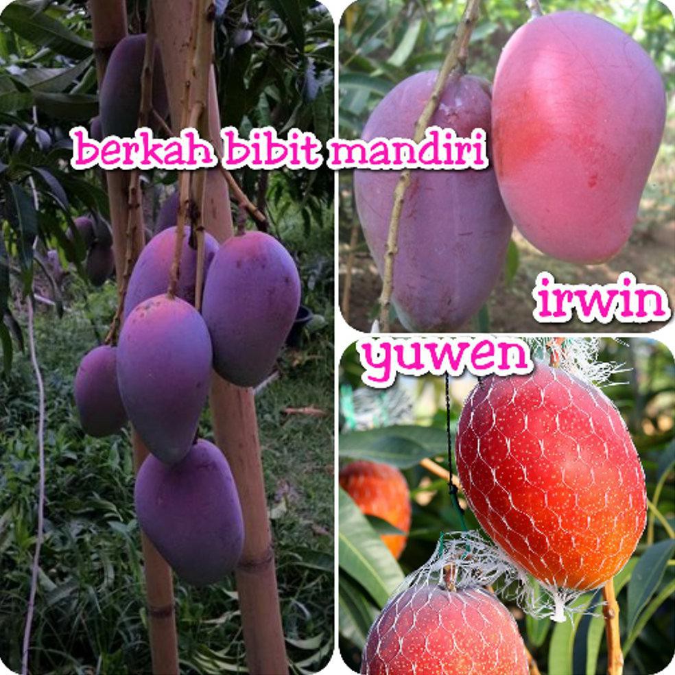 *_$ PAKET 2 JENIS MANGGA (MANGGA YUWEN DAN IRWIN) UK>