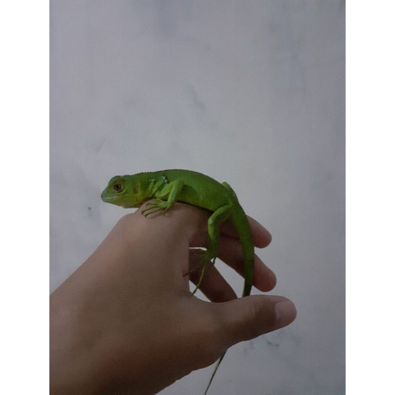 green iguana baby up-size 25cm-27cm
