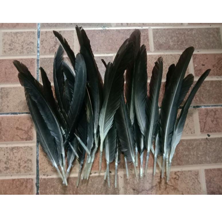 [PRODUK EPKDC] Bulu Sayap Ayam Jago Warna Asli Hitam 50 Helai VCJ