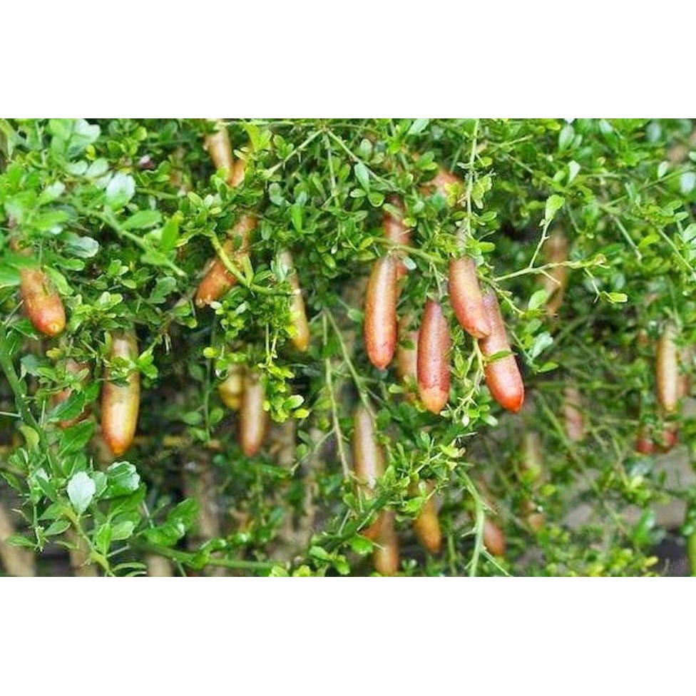 TANAMAN BUAH FINGER LIME ATAU JERUK DELIMA COCOK UNTUK BONSAI RASA BUAH LEZAT MANIS DM”