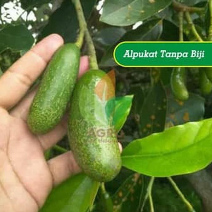 ~€ Bibit Alpukat Tanpa Biji Unggul #As_