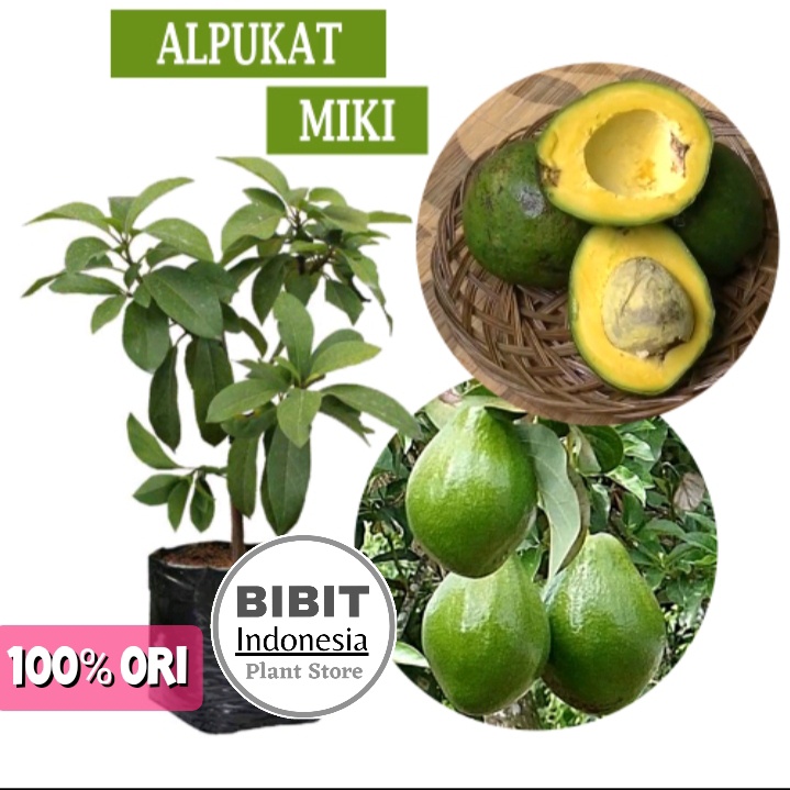 Bibit Buah Alpukat Miki Cepat Berbuah  / Tanaman Alpukat Miki