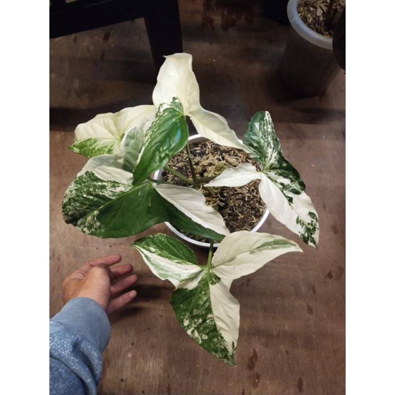 SYNGONIUM VARIGATA / SINGONIUM VARIGATA PUTIH