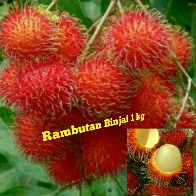 

Rambutan Binjai 1 kg