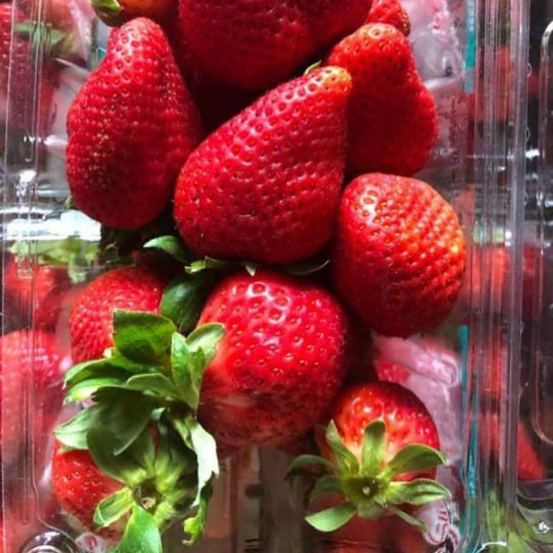 

Stroberi / Strawberry Segar