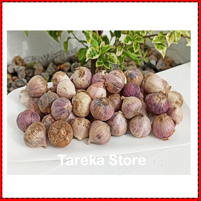 BAWANG PUTIH TUNGGAL 1 KG - BAWANG PUTIH LANANG